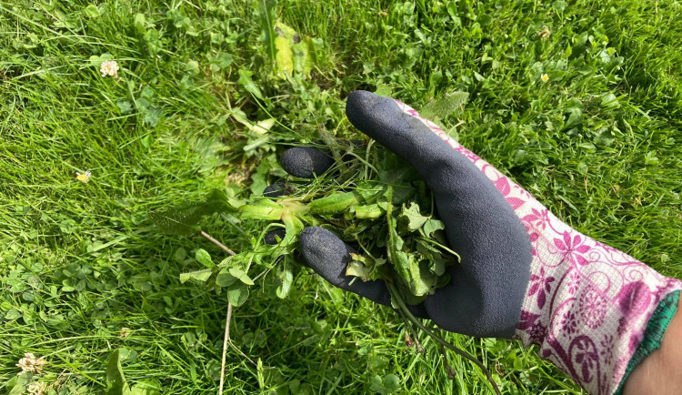 Plevel pryč. V Jihlavě myslí ekologicky, zbavují se ho hlavně ručně nebo párou