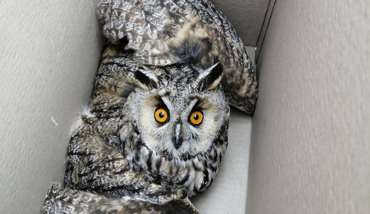 Kalous ušatý, který po nárazu do okna skončil v záchranné stanici v Polničce