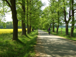Tip na výlet: Lipová alej s dlouhou historií, která nabídne deset zastavení