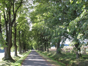 Tip na výlet: Lipová alej s dlouhou historií, která nabídne deset zastavení