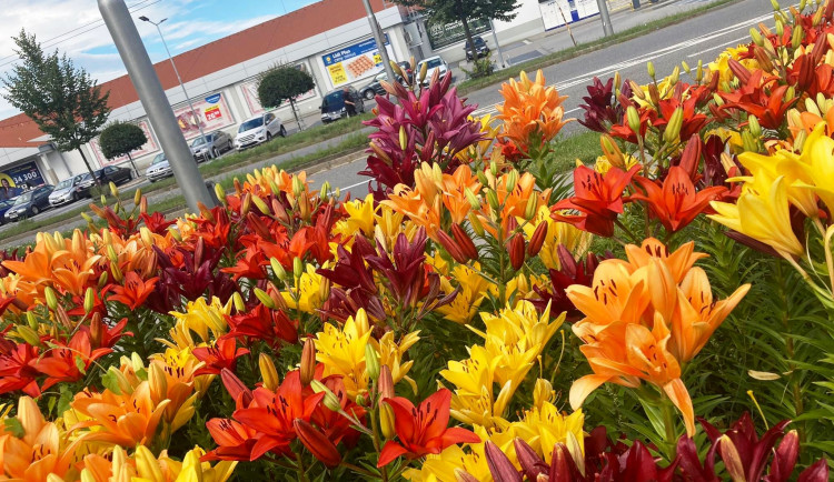 Ohnivé lilie na Jiráskově ulici