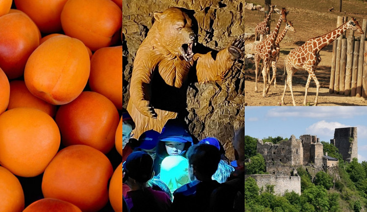 Kam o víkendu na jižní Moravě? Za filmem do zoo i na slavnosti vína a meruněk