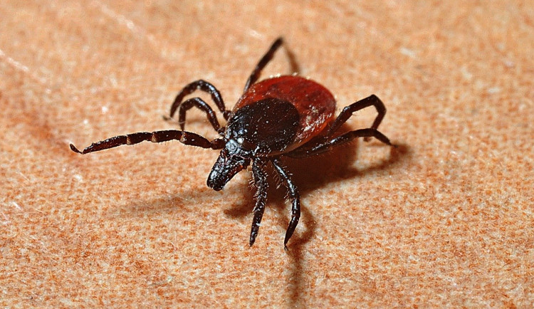 Na jihu Čech výrazně vzrostl počet případů boreliózy. Nejvíce jich je na Českobudějovicku