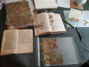 Největší sbírka čtyřlístků