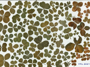 Největší sbírka čtyřlístků