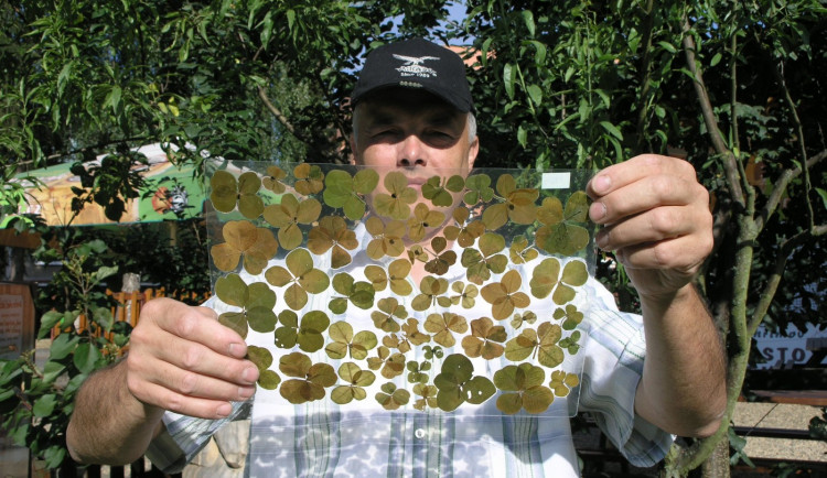 Nehledám, prostě je vidím, říká rekordman, který má přes 20 tisíc čtyřlístků. Podívejte se na jeho sbírku