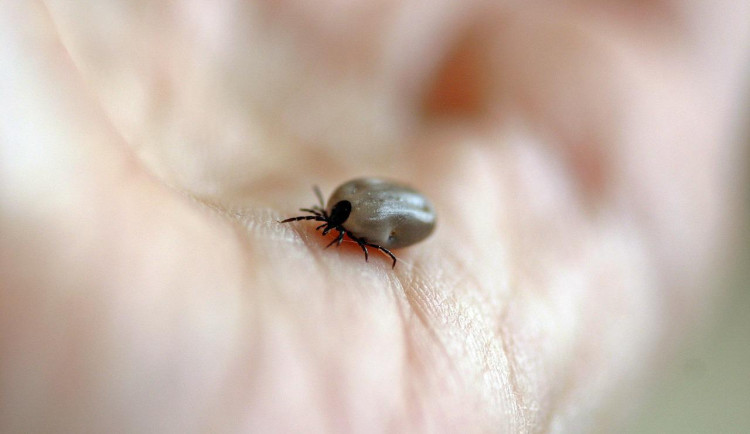 Za týden v kraji přibylo přes dvacet pacientů nakažených boreliózou