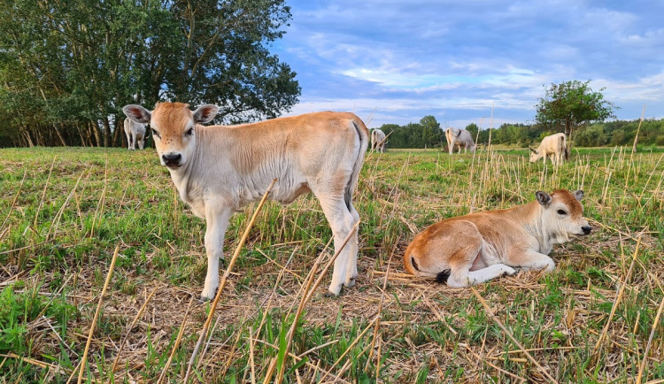 Odborníci na ptáky si na jižní Moravě pochvalují krávy, které žerou invazivní rostliny