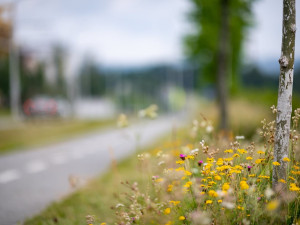 Stromy v Jihlavě se dostaly do finále soutěže. Stejnou metodou se zasadí i u nových bytových domů