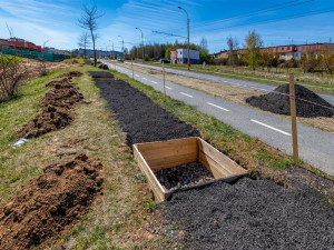 Stromy v Jihlavě se dostaly do finále soutěže. Stejnou metodou se zasadí i u nových bytových domů