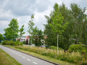Stromy v Jihlavě se dostaly do finále soutěže. Stejnou metodou se zasadí i u nových bytových domů