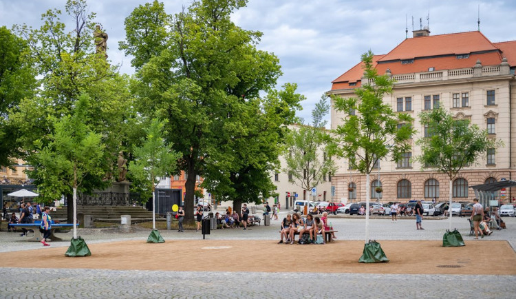 Výsadba na jihlavském Masarykově náměstí