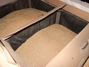 Povedená dvojice. Dva muži ve firmě na Jihlavsku postupně ukradli přes 50 tun pšenice a řepky