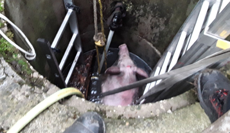 Na jižní Moravě kvičel o pomoc čuník. Spadl do studny a topil se