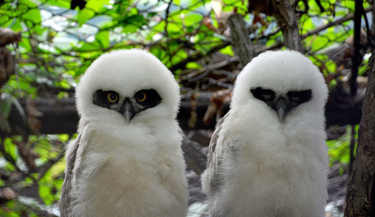 Jihomoravská zoo jásá. V zahradě se vyklubaly tropické sovy