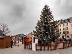 Hledá se vánoční strom na jihlavské náměstí. Musí být vyšší než 12 metrů a dobře přístupný