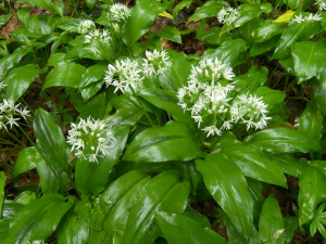 Tip na výlet: Osmdesát hektarů přírodního bohatství. Na Špičáku uvidíme vzácnou faunu i flóru