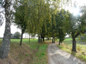 Tip na výlet: Osmdesát hektarů přírodního bohatství. Na Špičáku uvidíme vzácnou faunu i flóru