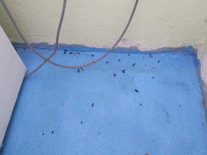 Trus hlodavců v kuchyni, RS Jiskra