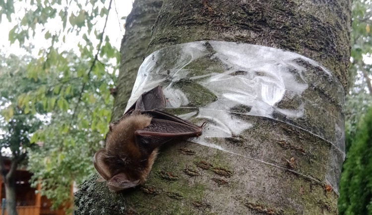 Ukázka toho, když se netopýr ušatý chytí do pasti