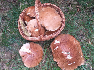 Facebook zaplavily fotky hub. Z kotrče děláme výbornou polévku na způsob dršťkové, říká houbařka z Jihlavska