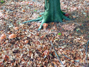 Facebook zaplavily fotky hub. Z kotrče děláme výbornou polévku na způsob dršťkové, říká houbařka z Jihlavska