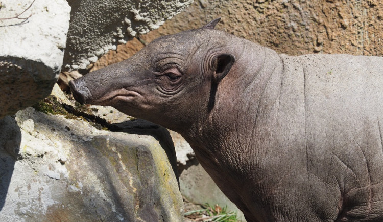 Babirusa sulaweská.