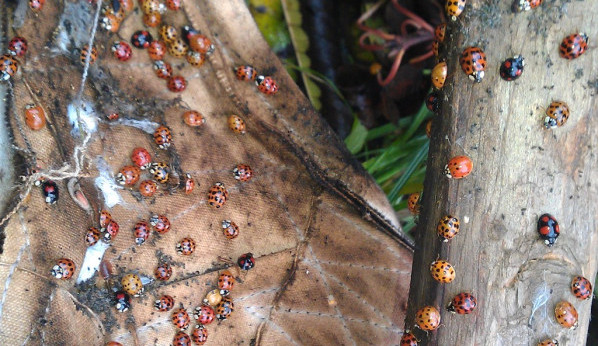 Na snímku jsou slunéčka východní