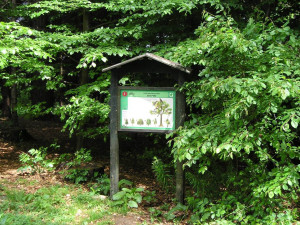 Tip na výlet. Naučná stezka Chaloupky, lesní procházka pro vyznavače ekologie zabaví i malé děti