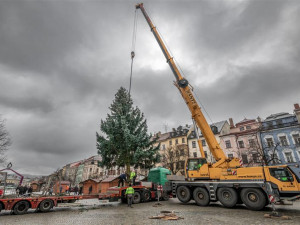 Letošní vánoční strom pro Jihlavu rostl 30 let v obci u Měřína. Je mi ctí, že byla vybrána naše jedle, říká majitelka