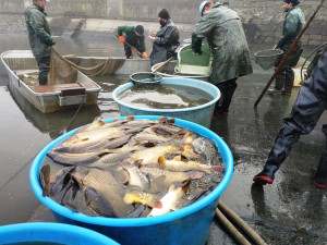 PŘEHLED: Kam na výlov rybníka na Vysočině? Organizátoři slibují rybí řízky, zvěřinu či seznámení s tradicemi
