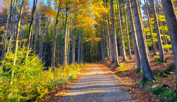 Na Špičáku nad Třeští si budete připadat trochu jako v pralese