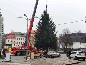 VIDEO: Jihlavský vánoční strom je už na svém místě. Podívejte se na jeho cestu na náměstí