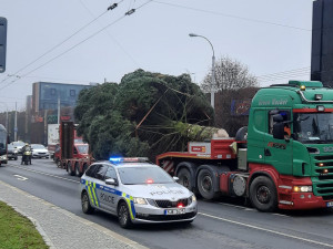VIDEO: Jihlavský vánoční strom je už na svém místě. Podívejte se na jeho převoz na náměstí