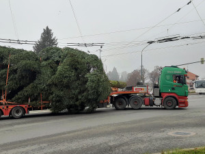 VIDEO: Jihlavský vánoční strom je už na svém místě. Podívejte se na jeho převoz na náměstí