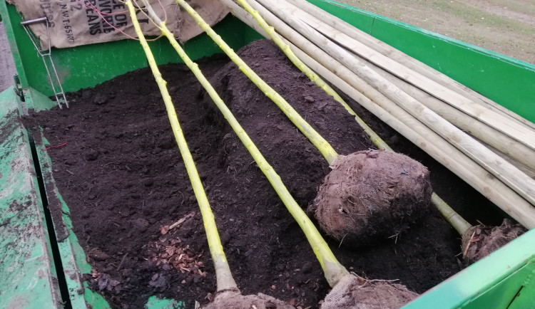 V Táboře vysadili na podzim přes šedesát stromů. V Husově parku vznikly nové záhony trvalek