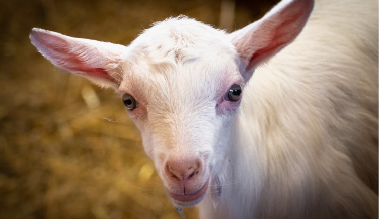 Táborská zoo se věnuje záchraně zvířat dlouhodobě