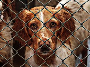 Útulkem v Jihlavě prošlo letos 150 psů. Jejich dohledání pomocí čipů je složité, chybí centrální registr, říká vedoucí útulku