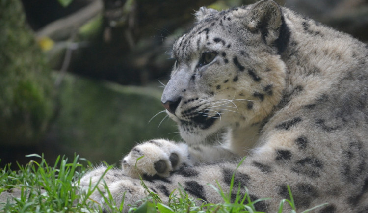 Chov irbisů letos posilnil nový samec z Francie. 
