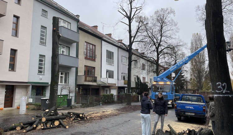 Anketa o nejhezčí alej je smutnější. Ze soutěže ubyly pokácené stoleté lípy z Brna