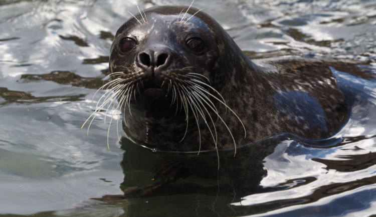 Jihlavská zoo po třinácti letech ukončuje chov oblíbených tuleňů. Snad to návštěvníci pochopí, doufá ředitel