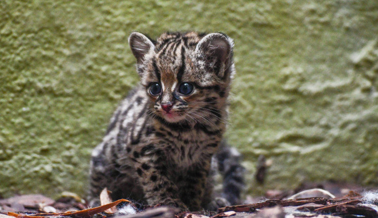 Nový přírůstek v jihlavské zoo. V pavilonu šelem se prohání roztomilé mládě margaye