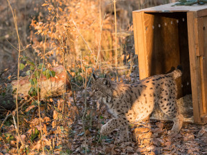 Samice z Port Lympne