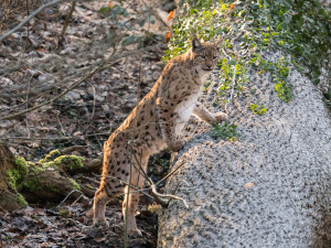 Samice z Port Lympne