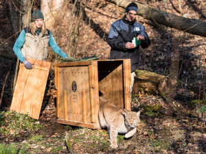 Samec ze Zoo Jihlava