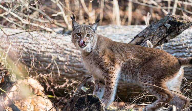 Samec ze Zoo Jihlava