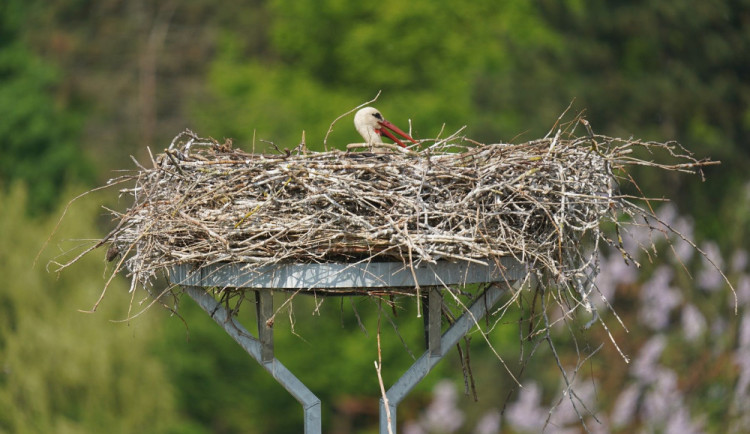 Čapí hnízdo na podložce