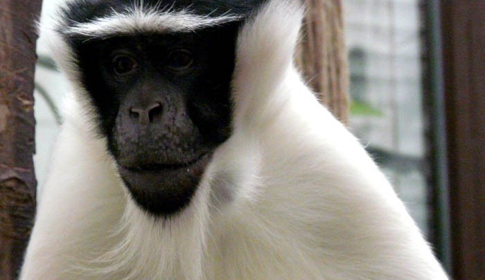 Kočkodan Rolowayův