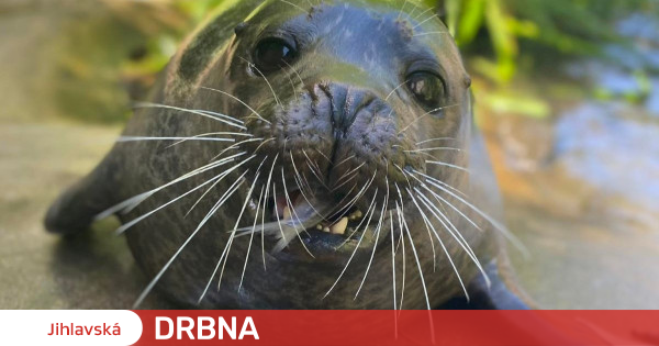 Ciao Robby.  Termina l’allevamento delle foche allo zoo di Jihlava, gli allevatori portano le ultime in Italia Azienda |  Notizie |  Jihlavská Drbna