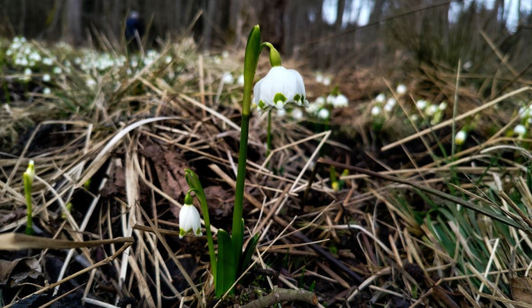 Bleduliště na Blatné hrázi u Želetavy